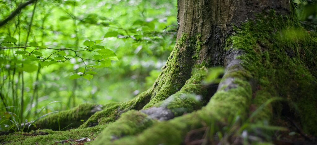 Branch Out: Adopt a Tree, Boost Your Neighborhood