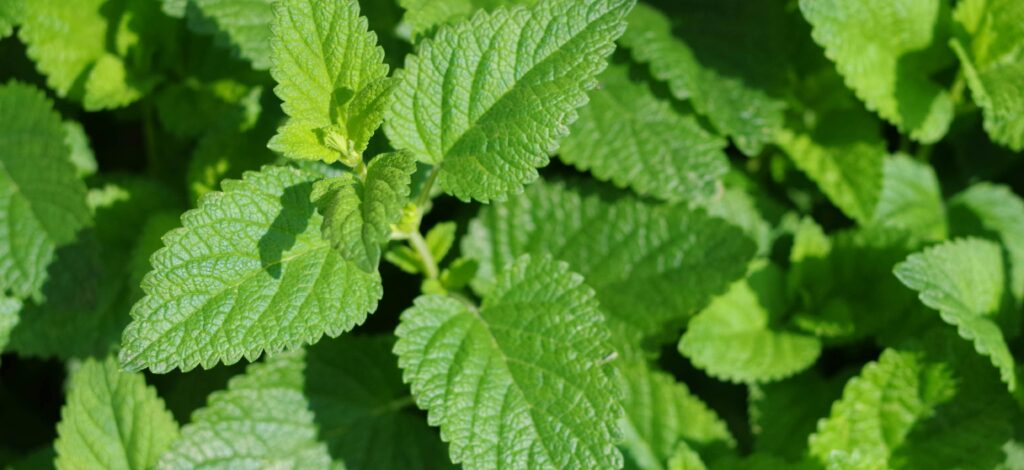 Grow Your Own Herbs: A Simple Action to Fight Hunger!