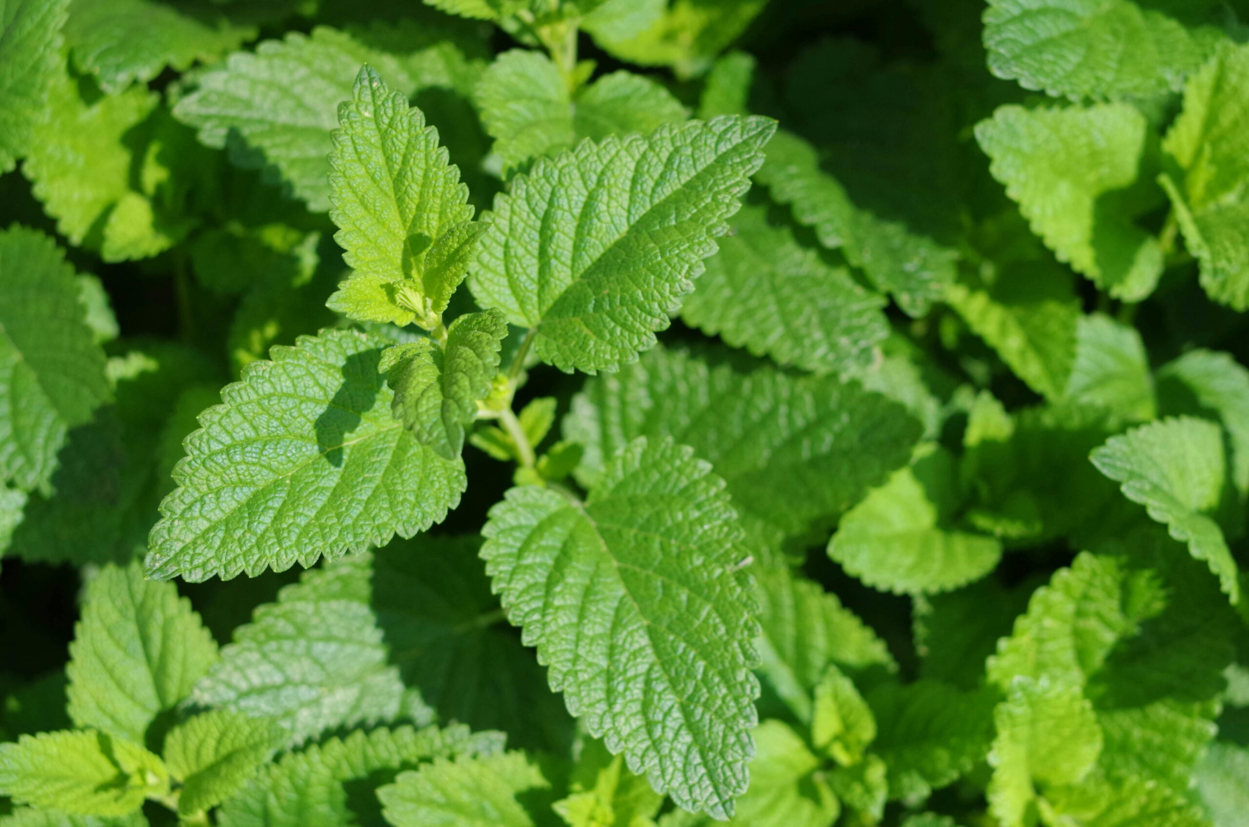 Grow Your Own Herbs: A Simple Action to Fight Hunger!