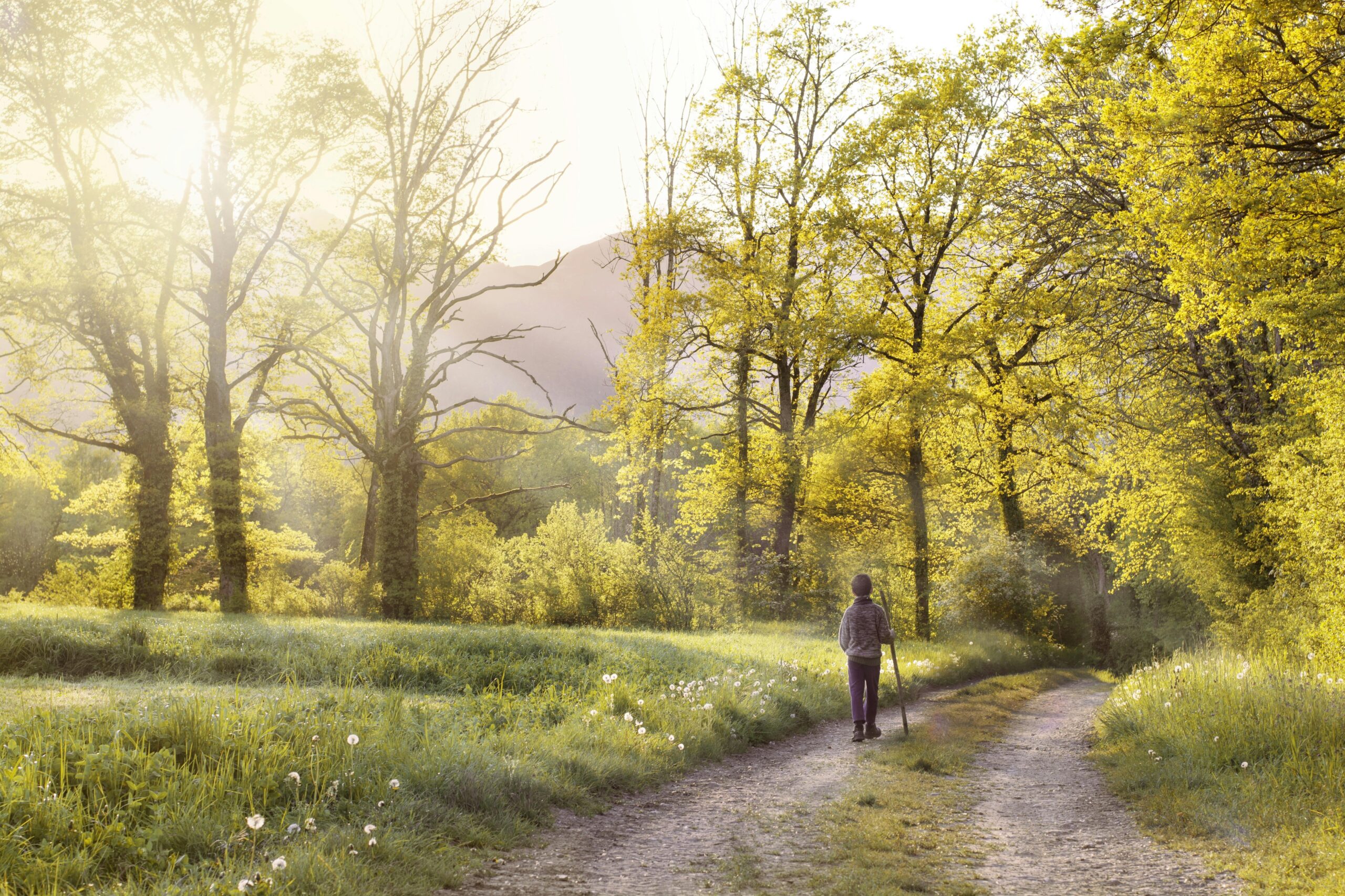 Start with Stillness: A 10-Minute Nature Pause for Better Health