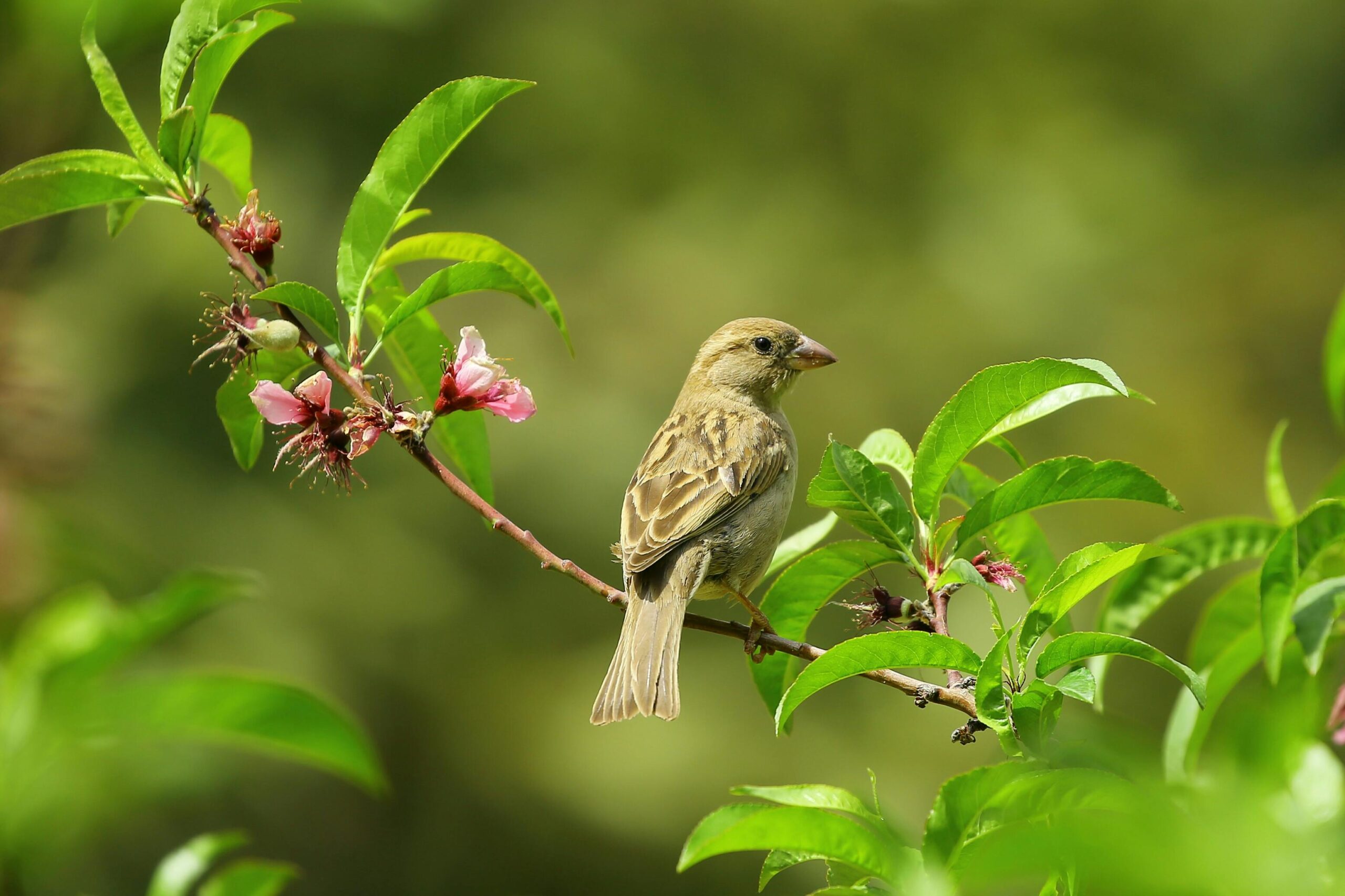 Gray bird perched on green leaves, symbolizing nature and biodiversity.